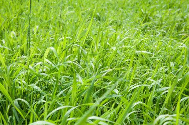 Yeşil çim arka plan. Kırsal alan..