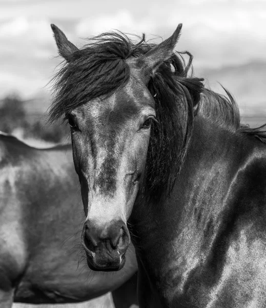 Очі коня. . Аліна Vanaga — стокове фото