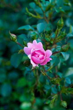 bir arka planda yeşil yaprakları gül