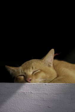 Evde uyuyan turuncu kedi portresi