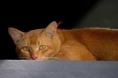 Evdeki sevimli turuncu kedi portresi.