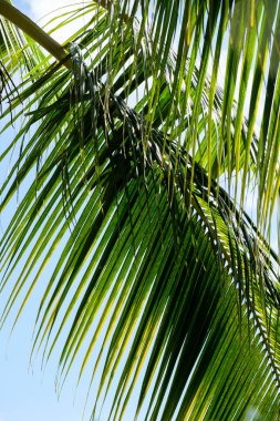 Mavi gökyüzüne karşı hindistan cevizi yapraklarının yakın çekimi