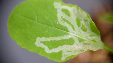 Yaprak madencilerinin neden olduğu bitki yaprağı hasarı