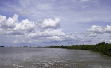 Dumai sahilindeki Mangrove ağaçları, Riau