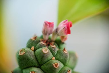 Küçük pembe çiçekli Euphorbia Ritchiei 'nin yakın çekimi