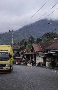 Malalak, Endonezya - 18 Eylül 2024: Karayolunun ortasında bir köpek yerleşim alanının yakınında