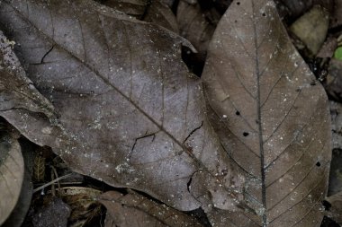 Kahverengi yaprak desenine yakın plan