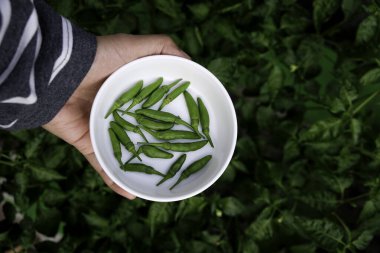 Elinde papatya frutesanslı bir kase ya da içinde yeşil kırmızı biber olan bir kase.