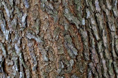 Ağaç kabuğu dokusunun yakın plan görüntüsü doğal ahşap desenleri gösteriyor
