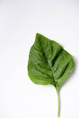 Beyaz arkaplanda izole edilmiş ıspanak yaprağının yakın çekimi