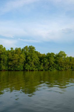 Rupat Adası, Riau 'daki Mangrove Ormanı