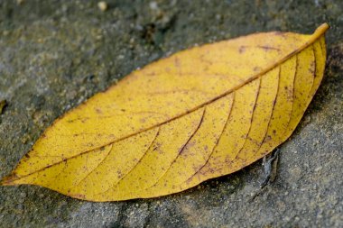 Gri bir kaldırımda canlı sarı bir sonbahar yaprağının yakın çekimi.