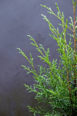 Ev bahçesinde selvi yapraklarının yakın çekimi