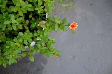 Ev bahçesinde renkli portulaca grandiflora veya yosun gülü