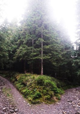 Sonbahar mevsiminde yeşil yaprakların karışımı ile yoğun orman, uzun ağaçlar ve doğal ormanlar ön plana çıkıyor. Görüntü, doğanın zenginliğini ve huzurunu yakalar..