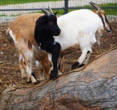Çiftlik ortamındaki küçük, sevimli keçiler doğal olarak çevrelerinde etkileşime geçiyorlar. Görüntü, büyüleyici genç çiftlik hayvanlarını ve kırsal yaşamı vurguluyor.