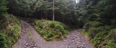 Sonbahar mevsiminde yeşil yaprakların karışımı ile yoğun orman, uzun ağaçlar ve doğal ormanlar ön plana çıkıyor. Görüntü, doğanın zenginliğini ve huzurunu yakalar..