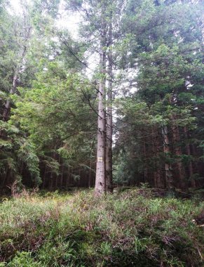 Sonbahar mevsiminde yeşil yaprakların karışımı ile yoğun orman, uzun ağaçlar ve doğal ormanlar ön plana çıkıyor. Görüntü, doğanın zenginliğini ve huzurunu yakalar..