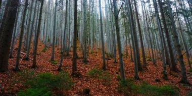 Sonbahar mevsiminde yeşil yaprakların karışımı ile yoğun orman, uzun ağaçlar ve doğal ormanlar ön plana çıkıyor. Görüntü, doğanın zenginliğini ve huzurunu yakalar..
