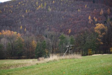 Sonbahar mevsiminde yeşil yaprakların karışımı ile yoğun orman, uzun ağaçlar ve doğal ormanlar ön plana çıkıyor. Görüntü, doğanın zenginliğini ve huzurunu yakalar..