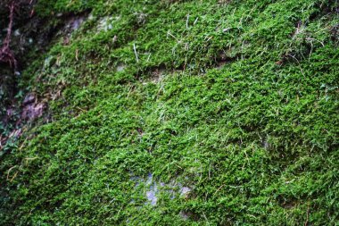 Yeşil orman zeminine yosun ve yaprak çöpleriyle yakın plan, doğal dokular sergileniyor. Görüntü, orman bitkisinin tazeliğini ve zenginliğini vurguluyor..