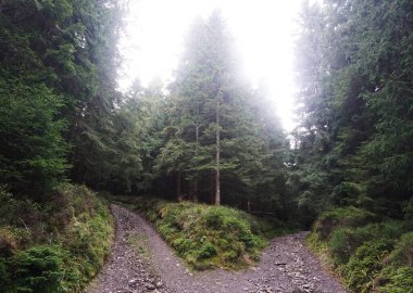 Sonbahar mevsiminde yeşil yaprakların karışımı ile yoğun orman, uzun ağaçlar ve doğal ormanlar ön plana çıkıyor. Görüntü, doğanın zenginliğini ve huzurunu yakalar..