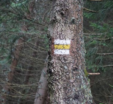 Sonbahar mevsiminde yeşil yaprakların karışımı ile yoğun orman, uzun ağaçlar ve doğal ormanlar ön plana çıkıyor. Görüntü, doğanın zenginliğini ve huzurunu yakalar..