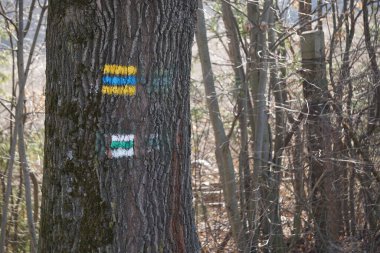 İğneler ve yapraklarla kaplı doğal orman zeminiyle yoğun kozalaklı orman. Ağaçları çevreleyen sakin ve vahşi doğa doğal bir orman manzarası yaratır..