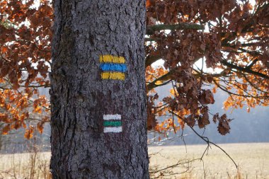İğneler ve yapraklarla kaplı doğal orman zeminiyle yoğun kozalaklı orman. Ağaçları çevreleyen sakin ve vahşi doğa doğal bir orman manzarası yaratır..