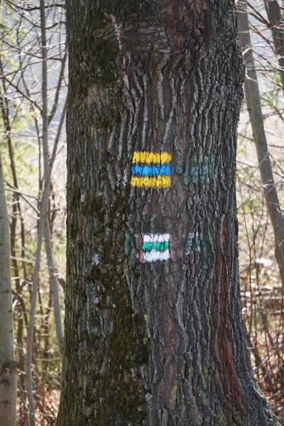 İğneler ve yapraklarla kaplı doğal orman zeminiyle yoğun kozalaklı orman. Ağaçları çevreleyen sakin ve vahşi doğa doğal bir orman manzarası yaratır..