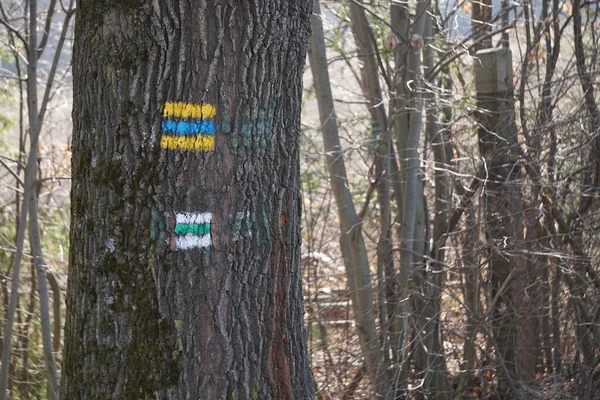 İğneler ve yapraklarla kaplı doğal orman zeminiyle yoğun kozalaklı orman. Ağaçları çevreleyen sakin ve vahşi doğa doğal bir orman manzarası yaratır..