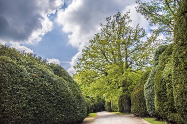 Park yolundaki ağaçları yaz boyunca 