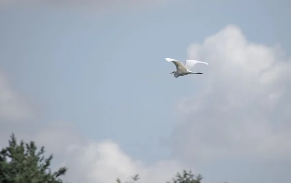 Grande herone branco no céu — Fotografia de Stock