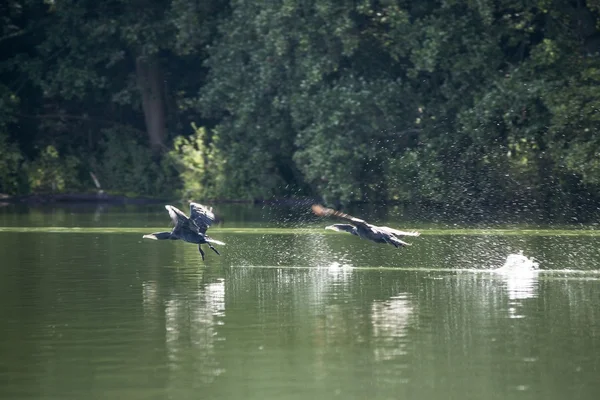 Grandes cormoranes volando sobre el lago — Foto de Stock