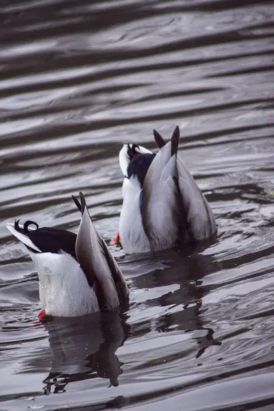 Komik iki ördek suya geri — Stok fotoğraf