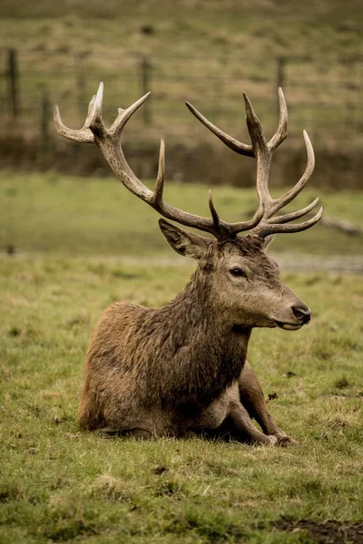 Deer bucks rest Stock Photo