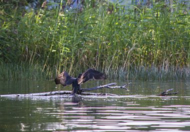 Bayan ve Heather thatched yazlık