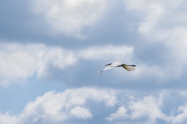 Bayan ve Heather thatched yazlık
