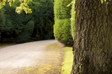 Bayan ve Heather thatched yazlık