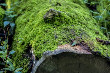 Yeşil yosunlu günlüğü