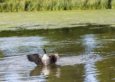 Bayan ve Heather thatched yazlık