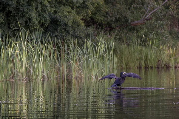 Grandes cormoranes volando sobre el lago —  Fotos de Stock