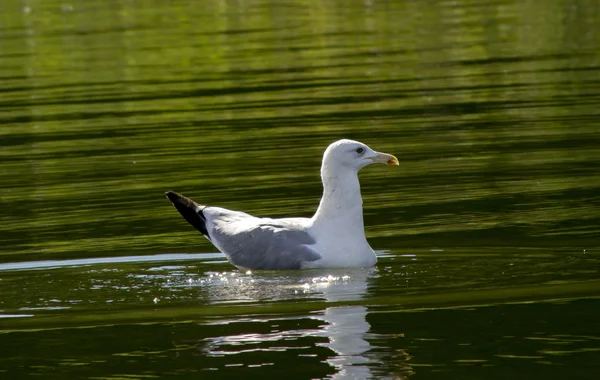 Meeuw op het water — Stockfoto