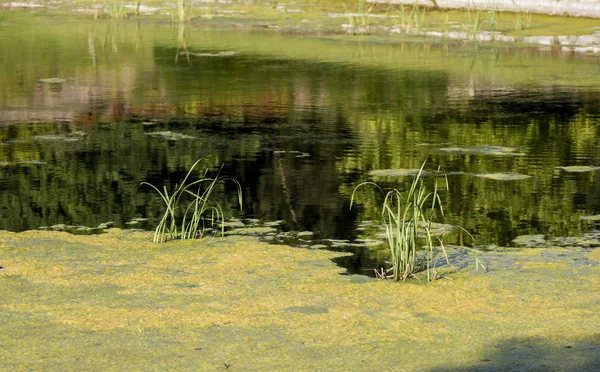 Wasserlinse auf dem See — Stockfoto