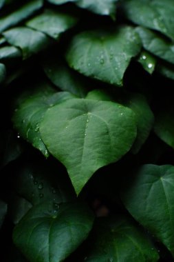 Cincau yaprağı bitkisinin fotoğrafı.