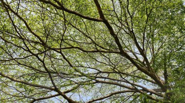 low angle view of tree branches with lots of green leaves during the day in tropical countries
