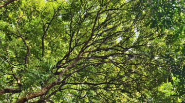 low angle view of tree branches with lots of green leaves during the day in tropical countries