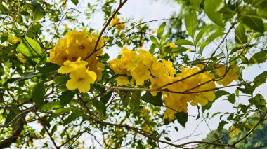 the flowers of tecoma stans or yellow trumpetbush, yellow bells or yellow elder and green leaves. modern building and lake as background