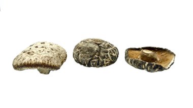 Üç kurutulmuş bok mantarı. Doğu Asya 'ya özgü yenilebilir bir mantar türüdür. beyaz arkaplanda izole