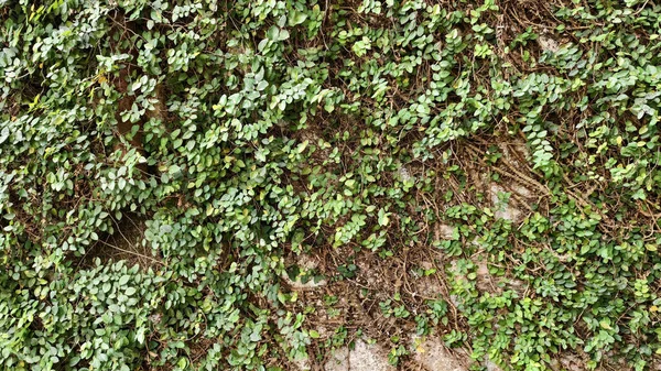 Yeşil bir tırmanma tesisi, incir kabuğu ya da sürünen incir veya tırmanan incir ile kaplı bir duvar